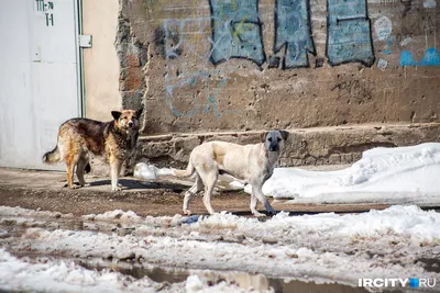 В Магаданской области опровергли решение об усыплении бездомных собак — РБК