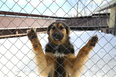 Стая бездомных собак держит в страхе городские округа Подмосковья