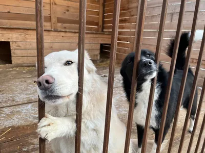 Ситуация с бездомными собаками в микрорайоне Иркутск II, где обитают  бродячие животные во Втором Иркутске - 3 мая 2023 - ircity.ru