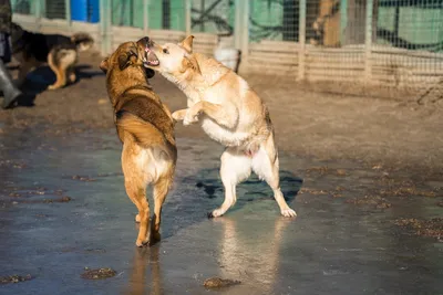 Корреспондент «ВВ» выяснила, как избавиться от бродячих собак