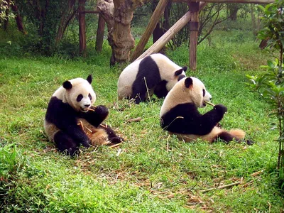 Резерваты большой панды — Википедия