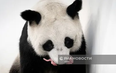 Первый в России детёныш большой панды родился в Московском зоопарке | РИА  Новости Медиабанк