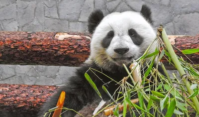 Большая Китайская Панда - настоящий ценитель бамбука и просто хороший  парень! - YouTube