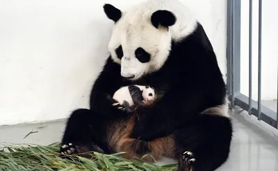 Московский зоопарк рассказал о питании большой панды - На Пресне