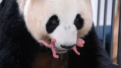 Большой взрослый медведь панды есть бамбук Стоковое Изображение -  изображение насчитывающей вегетарианец, фарфор: 53922665
