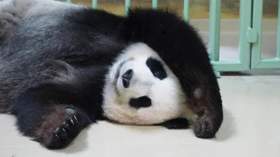 Детеныш панды из Московского зоопарка оказался девочкой — Сноб