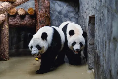 Гигантские панды больше не вымирают. Это признала даже их родина Китай -  BBC News Русская служба