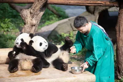 Большая панда: символ Китая и фонда дикой природы