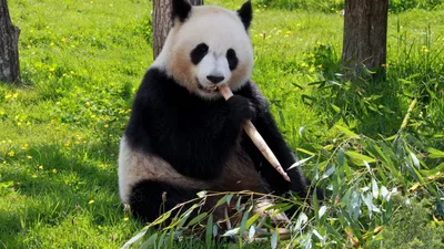 Московский зоопарк показал видео с появившимся на свет детенышем большой  панды — 30.08.2023 — В России на РЕН ТВ