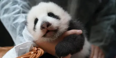 В Московском зоопарке родился первый в России детеныш большой панды