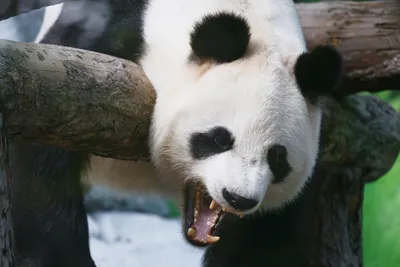 7 забавных фактов о больших пандах, которые заставят полюбить этих  толстячков всей душой