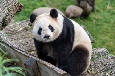 Большая панда（бамбуковый медведь) Китая –Все информация и панда картинки