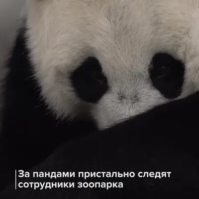 Ученые выяснили, зачем пандам контрастная окраска - РИА Новости, 29.10.2021