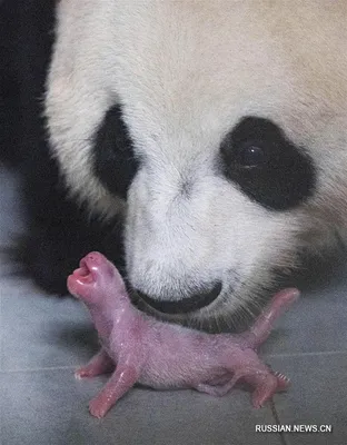 Два Большой Панды Играет Вместеchengdu В Провинции Сычуань Китай — стоковые  фотографии и другие картинки Панда - iStock