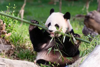 Родившаяся в России. Почему большие панды и их детеныши принадлежат Китаю |  Ямал-Медиа