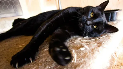 Бомбей: фото, характер, описание породы бомбейской кошки | Блог зоомагазина  Zootovary.com