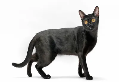 Бомбейская кошка – грациозный питомец с эффектной внешностью. Она способна  стать настоящим украшением дома | Уши,лапы и хвосты. | Дзен