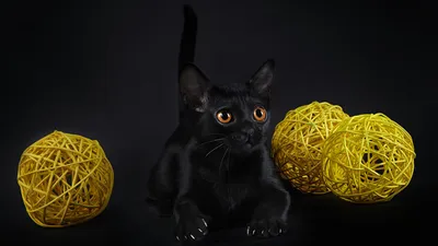 Бомбей: описание и фото бомбейской породы кошек, характер, уход