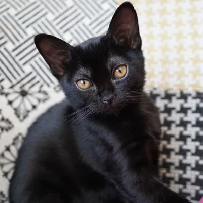 Бомбейская кошка: фото, характер, описание породы