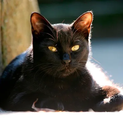 Бомбейская кошка – фото и описание породы, уход и цена котенка