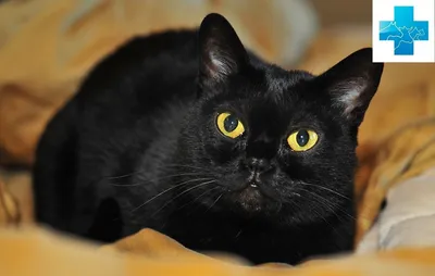 Бомбейская порода кошек - Породы кошек обзор на Gomeovet