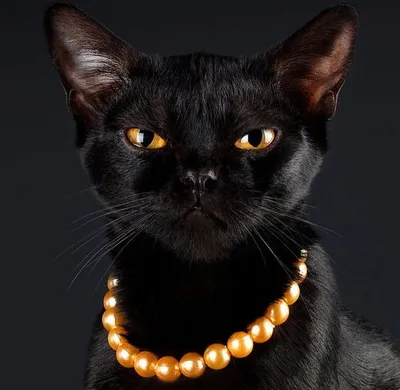 Бомбейская кошка: все о кошке, фото, описание породы, характер, цена