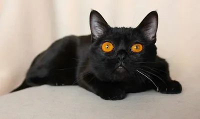 Описание бомбейской породы кошек, фото, история, интересные факты, отзывы о  котах бомбей | Кошки - кто они?