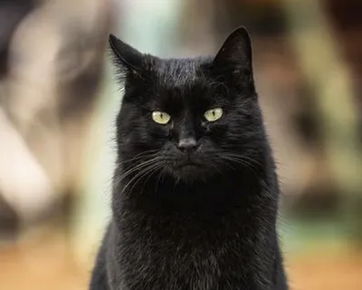 Бомбейская кошка - описание породы, фото, отзывы владельцев, цены и  питомники породы бомбей.