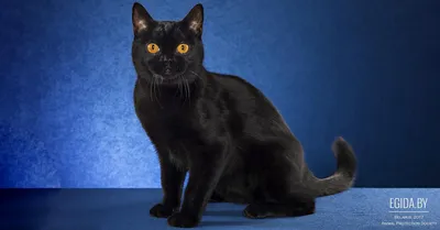 Бомбейская кошка | Коты и Кошатники Вики | Fandom