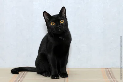 Bombay cat, Бомбейская кошка