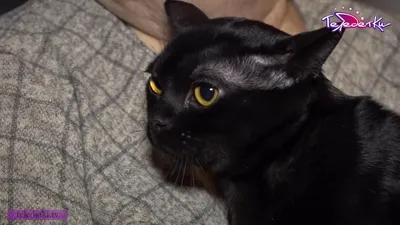 Чёрный кот , бомбейская кошка, …» — создано в Шедевруме