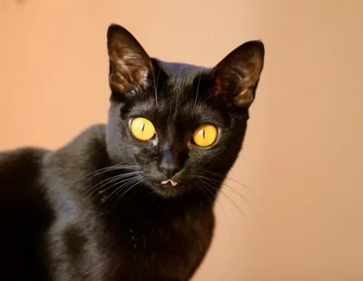 30 пород самых красивых 🐈 кошек в мире | Pet7
