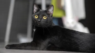 Бомбейский кот Франк ищет хозяина - YouTube