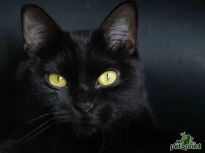 Реалистичная бомбейская кошка на восхитительном природном фоне | Премиум  Фото