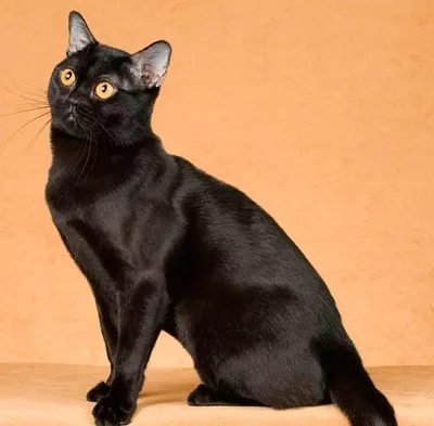 Бомбей: описание и фото бомбейской породы кошек, характер, уход