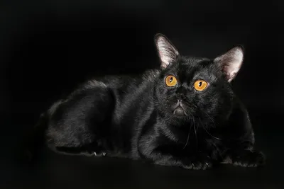 Бомбейская кошка: фото, описание породы и характера | WHISKAS®