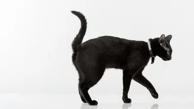 Фото бомбейской кошки (118 фотографий)