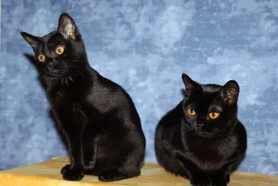 25 фактов о бомбейской кошке!