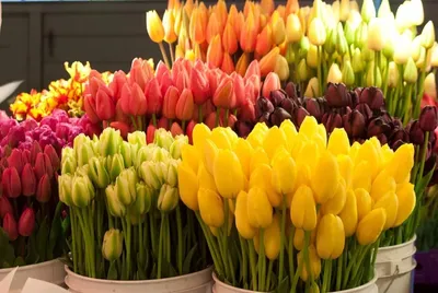 Доставка цветов на 8 марта курьером - купить с бесплатной доставкой 24/7 по  Москве