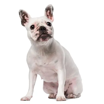 детеныши бульдога английские Стоковое Изображение - изображение  насчитывающей щенок, усаживание: 2329471