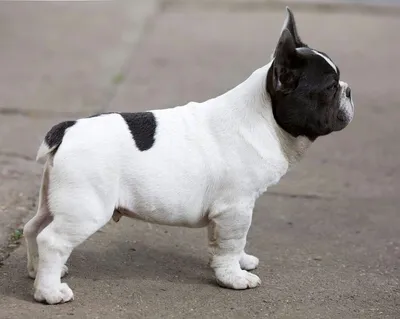 Милый щенок французского бульдога» — создано в Шедевруме