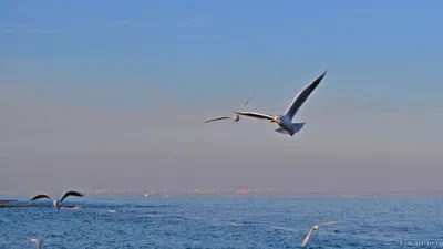 Белые чайки над Русским островом или зачем ДВФУ «Ротари-клуб» | БЕРЕГ РОССИИ