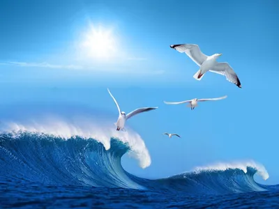Чайки летят над морем — Fokart.net