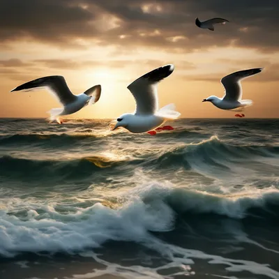 Рисунок чайки над морем - 69 фото