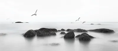 Картина \"Чайка в полете над морем \" | Интернет-магазин картин \"АртФактор\"