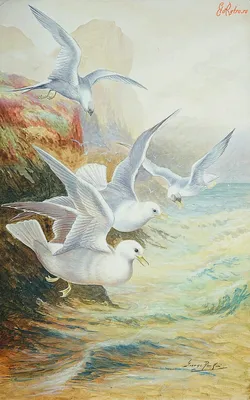 Картинки чайки над морем фотографии