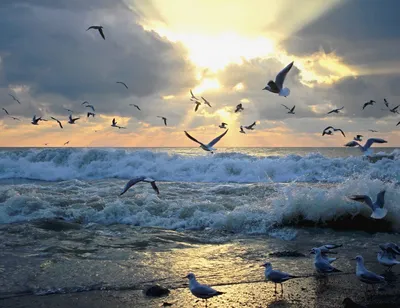 Закат Над Морем Чайки Ялтинском Крыму стоковое фото ©YAY_Images 618226096