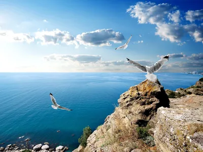 Чайка над морем» картина Соколовой Ларисы маслом на холсте — купить на  ArtNow.ru