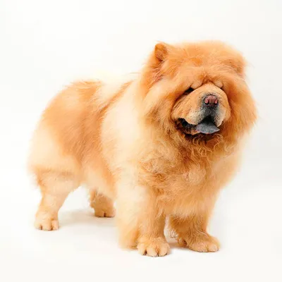 Чау-чау собака: фото, характер, описание породы