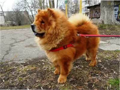 Чау-чау (Chow Chow) - необычайно красивая порода собак с синим языком.  Описание, отзывы и фото породы.